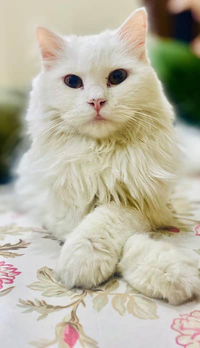Persian Cat for Sale