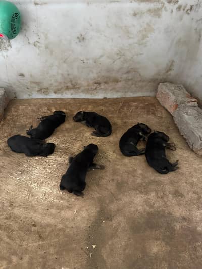 Pedigree parents chipped Vaccinated triple coated