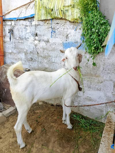 bakra for Qurbani 2026