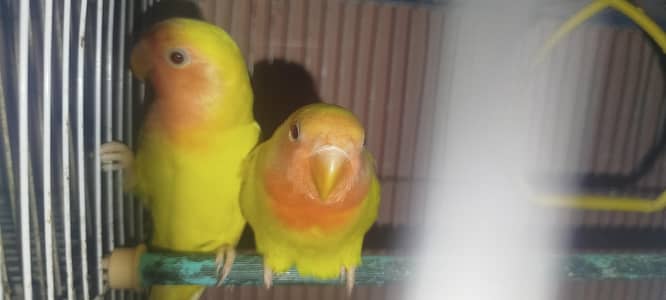 Cocktail Pair and Budgies Pair and Love Birds