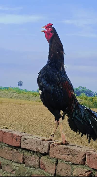 Aseel lasani far sale