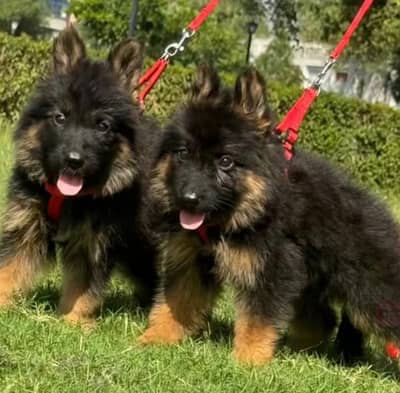 German shepherd puppies for sale healthy 0313=4934962