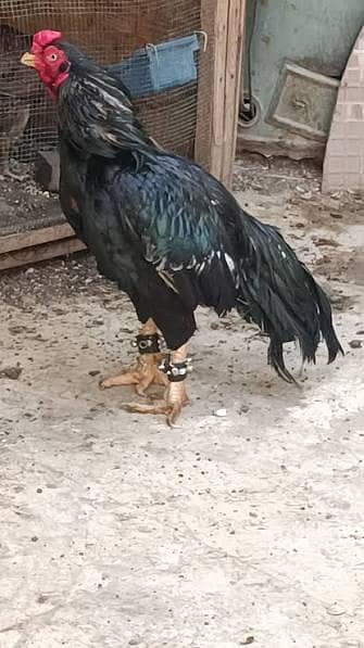 aseel male and female availbe