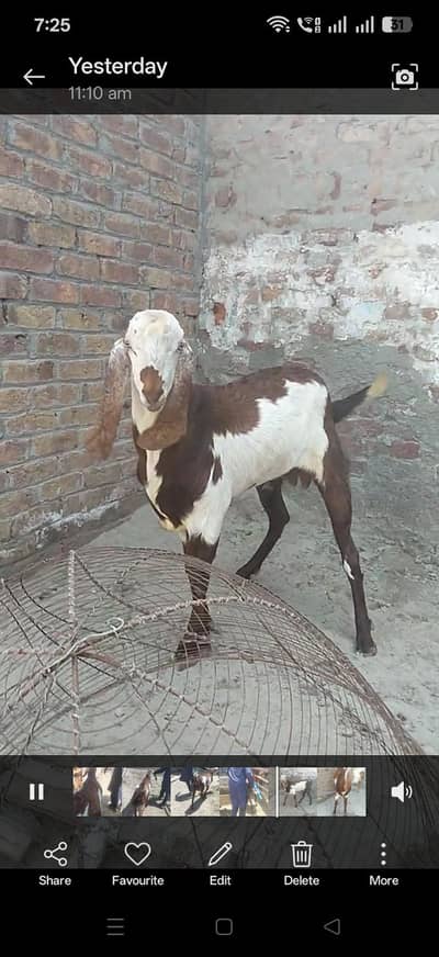 2 dant bakra