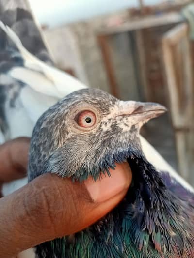 pigeon from sale one pair 1500