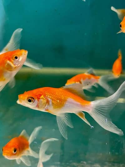 Shubunkin Fish 5inch +