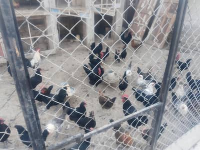 contact me serious buyer