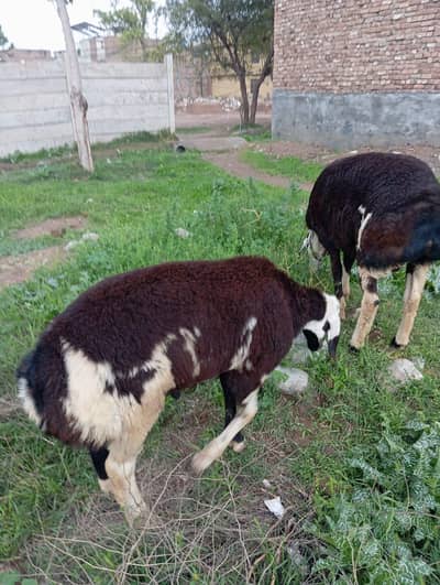 2 Sheeps Available For Sale