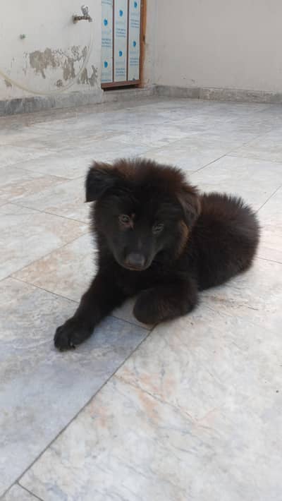 German shepherd long coat black male pup