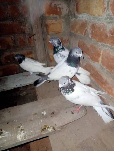 pigeon from sale one pair 1500