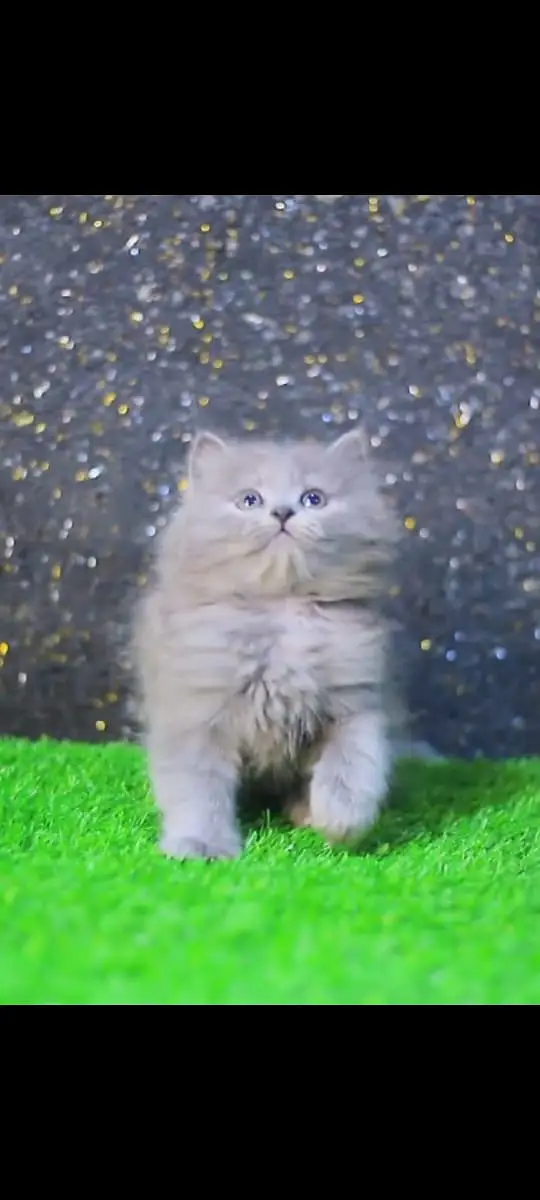 Cats | Kittens | Billi | Tripple coat kittens | Tripple coat cat | cat — photo 9