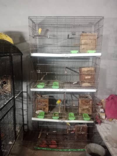 love birds breder pear with box and chks