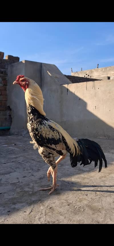 lasani , sawa , panus pakoya