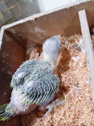 GREEN PARROT  CHIKS