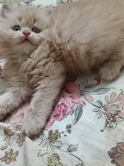 Punch Face Pair kittens