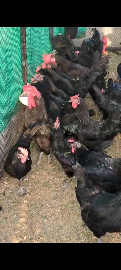 lohmann brown and asterlop