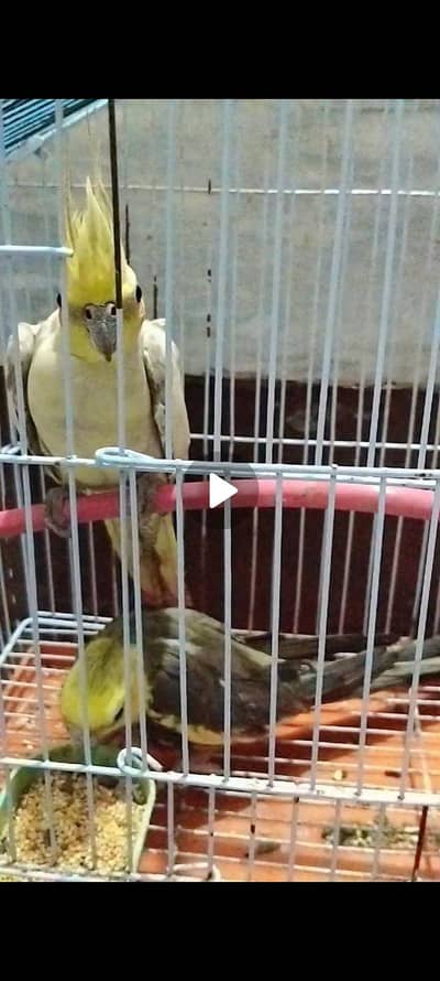 Cockatiel parrot pair