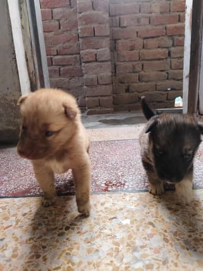 pure Siberian husky puppies blue eye
