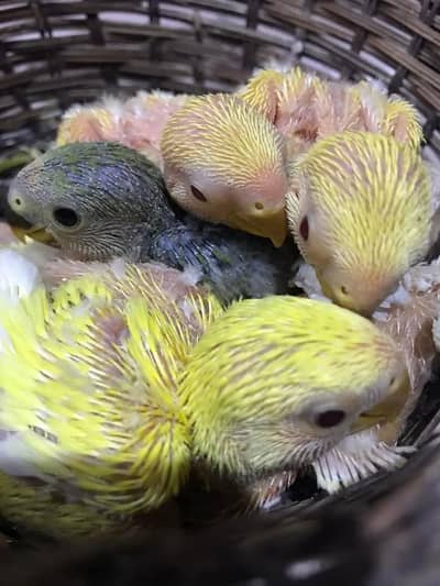 love bird chiks
