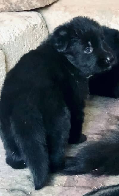 BLACK JERMAN SHAPERD FEMALE PUPPY LONG COT