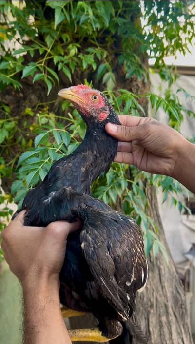 quality Wala male han 3300 ka aik ha 0317.968. 2115