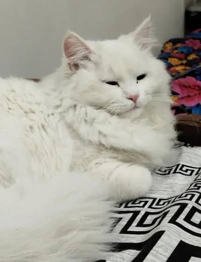 Snow White Persian male Cat