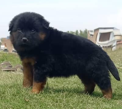 German Shepherd puppies for sale