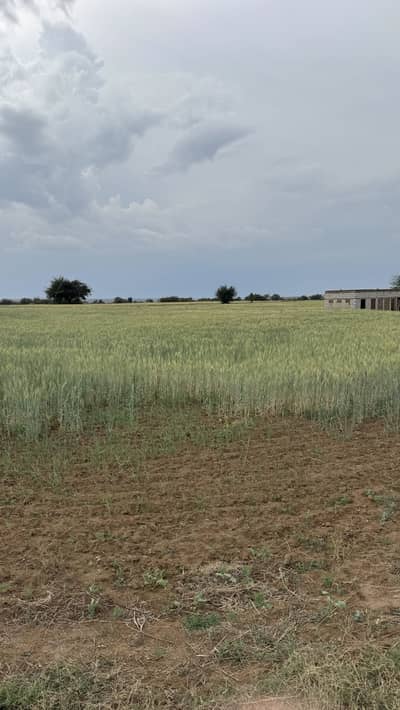 140 Kanal Agricultural Land Is Available For sale In Balkasar