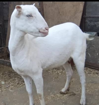 Beautiful Gulabi Tadi Female