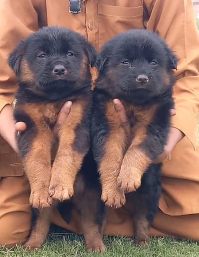 German Shepherd puppies for sale