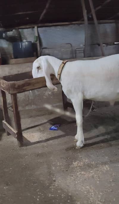 Larkana Dumba Gabban Bakri