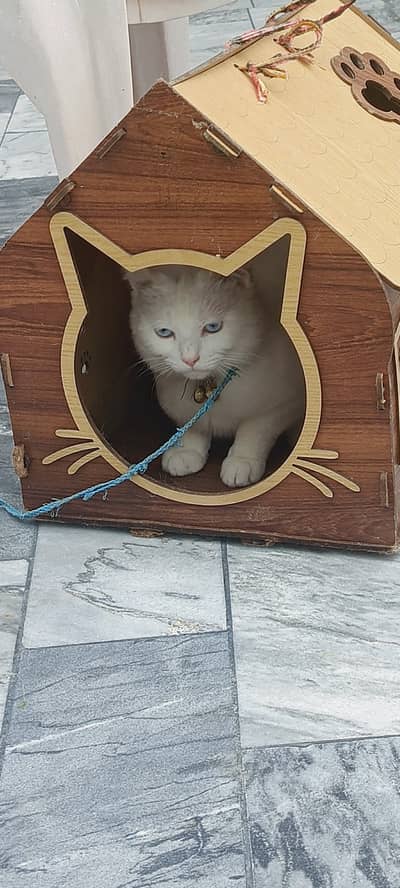 Beautiful White cats for Sale