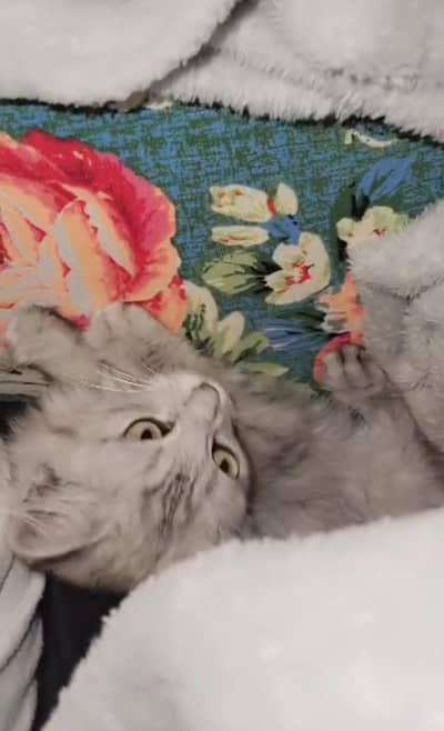 Persian cat in talagang