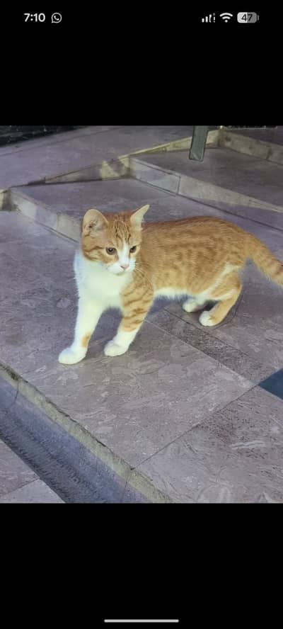 Persion Cat -8 Months Old