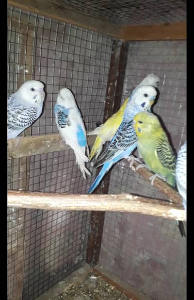 splits Budgies