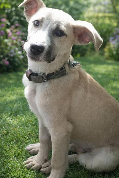 Playful & Cute Puppy Available.