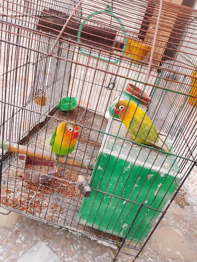 one pair one baby total 3 Without cage  Urgent sale