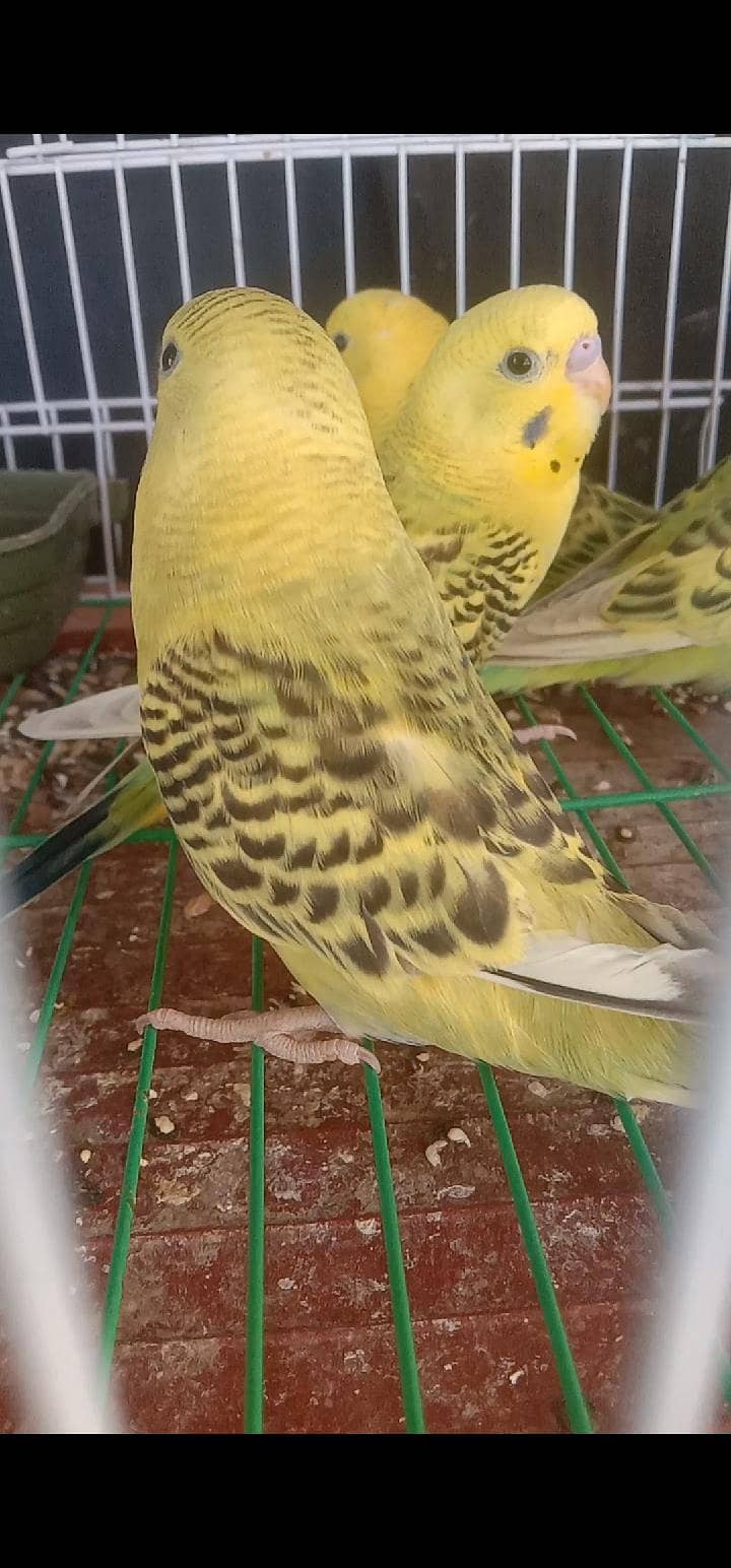 Undersize Tcb pathe 0