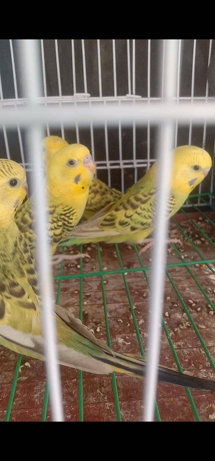 Undersize Tcb pathe 1