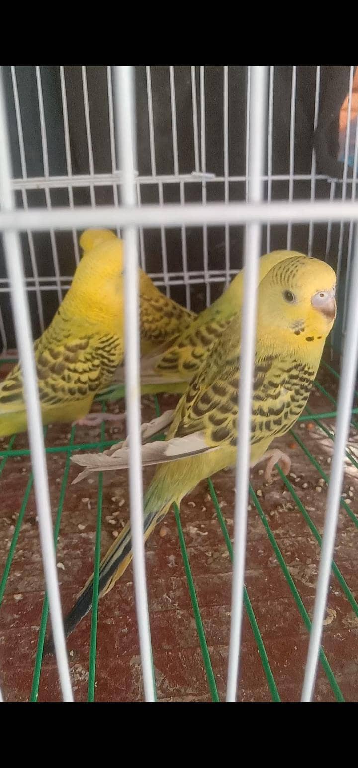 Undersize Tcb pathe 2