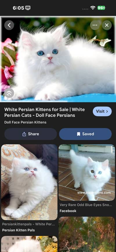 Persian triple coat cat