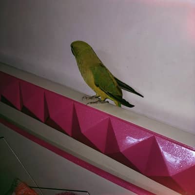 ringneck parrot pair cute .