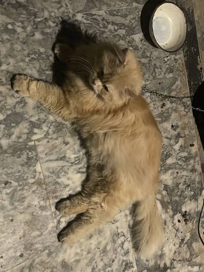 Persian Male Triple coated