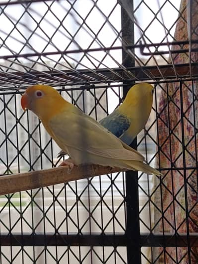 Parblue Opline Pallefellow and Split Pallefellow. Blue Traquis Conure