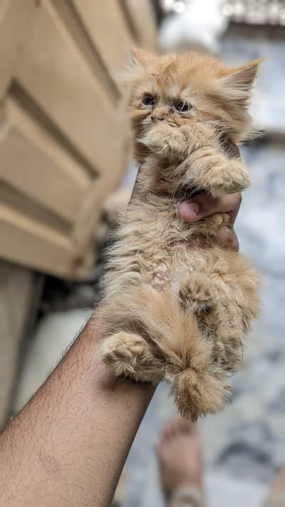 Male kittens for sale