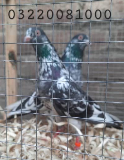 kamager dub wala pair