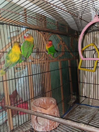 parrots fisher love birds with 2 children