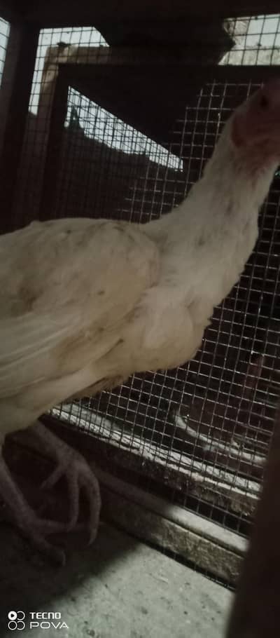 03335253899 band gaddi female