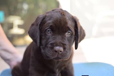 British Labrador Top notch quality avail wattsapp 03294018736