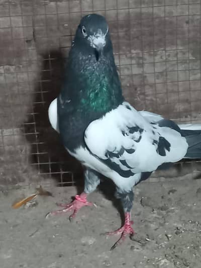 rampuri breader male